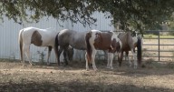 Texas A&M hospital prepares for 'large influx' of horse herpesvirus cases in coming weeks