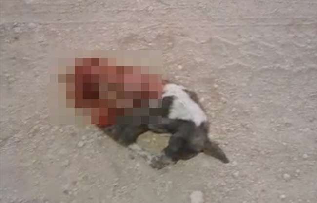 Investigan maltrato y tortura a un perrito en sector Acoros de Piedras Negras