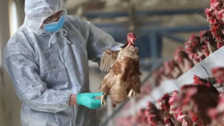 Confirman el primer contagio humano de la variante H5N5 de gripe aviar en Estados Unidos