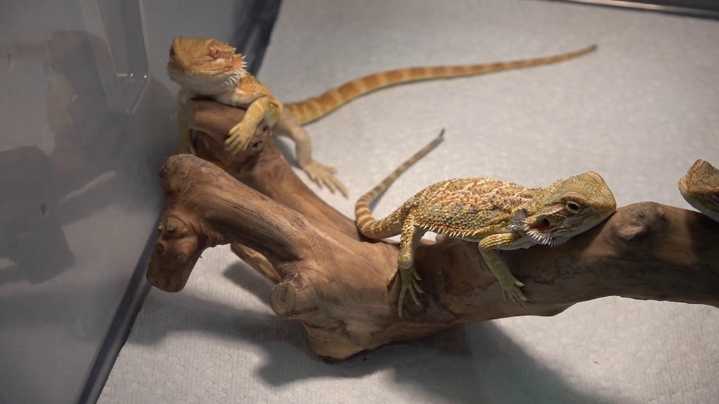 Slithering to success as Electric City reptile expo returns to Lackawanna County