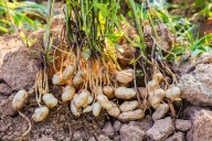 Dos inundaciones y tres sequías. Cómo se estancó la agricultura de un partido bonaerense, ahora vuelven las vacas y el maní pide pista