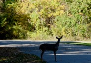 2026 deer cull planned for Jackson parks following council approval