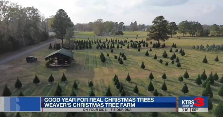 Weaver's Christmas Tree Farm: 'Tis the season for real Christmas trees