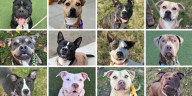 ‘We are FULL!’: City Dogs Cleveland shelter out of space with 60 intakes in 4 days