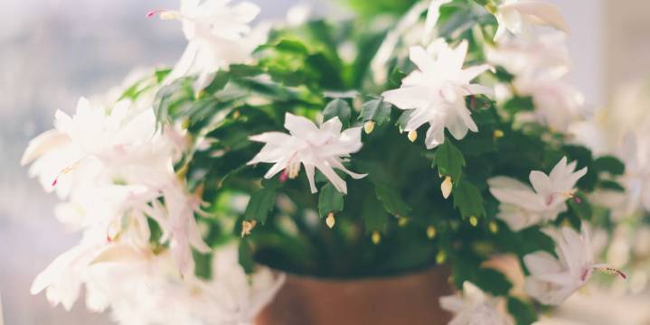 The No. 1 Sign Your Christmas Cactus Is a Thanksgiving Cactus