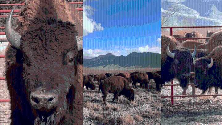 Llegan 44 bisontes a Cuatro Cienegas para restauración ecológica