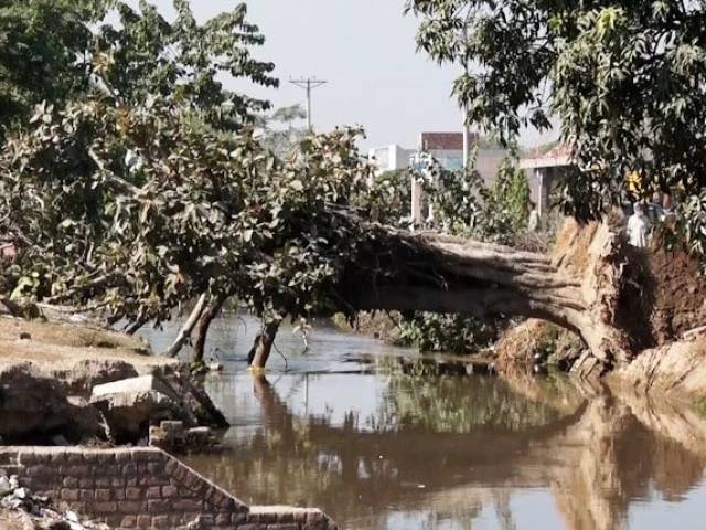 When a 50-year-old banyan tree breathed again