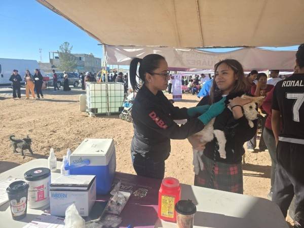 Van más de 7 mil esterilizaciones en lo que va del año