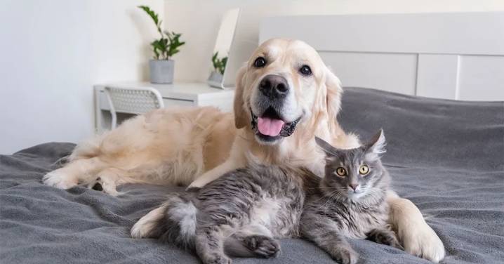 A solo días de las elecciones presidenciales y parlamentarias: Más de 100 candidaturas comprometidas con los animales