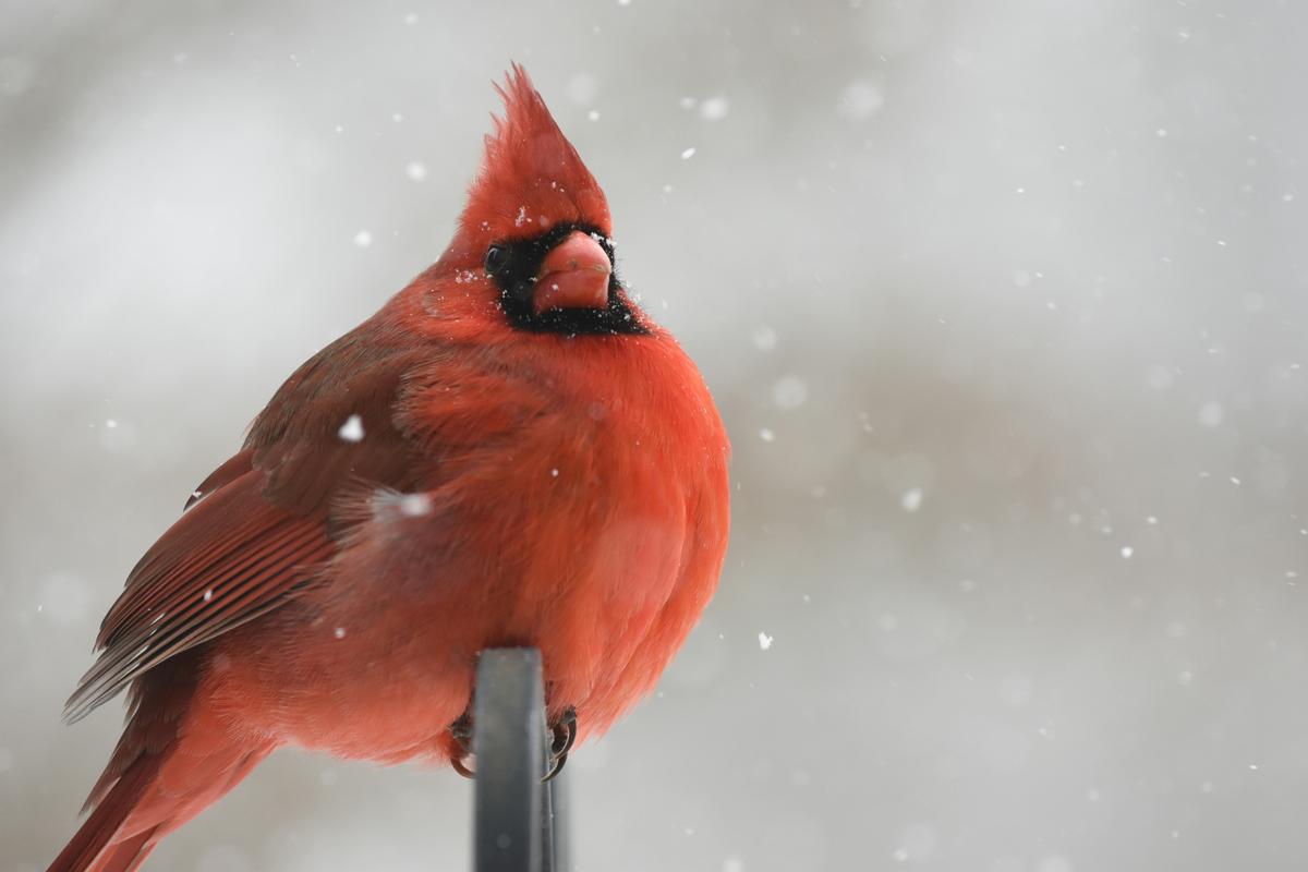 What Are Animals Telling Us About The Upcoming New York Winter?