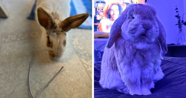 100 Hilarious Posts By Rabbit Owners Exposing These Deceptive Fluffballs (New Pics)