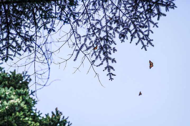Arriban primeras mariposas monarca a México