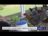 Pasco County leaders approve standards allowing people to keep chickens in backyards