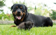 Hearts Melt Over Rottweiler’s Friendship  With Barn Cat: ‘Chose Her Baby’