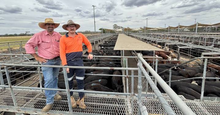 Dubbo livestock market experiences record cattle numbers