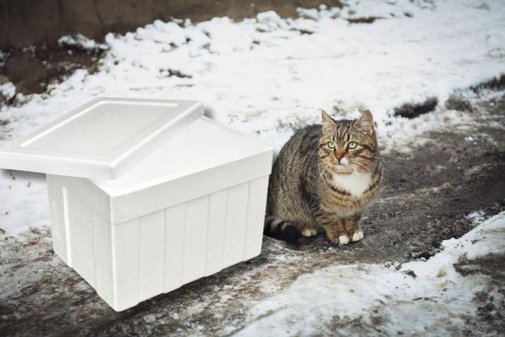 This Easy Winter Shelter Helps Outdoor Cats Stay Safe