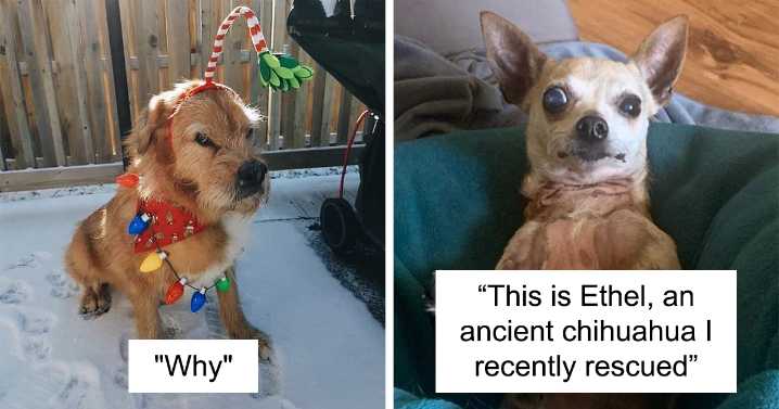 48 Moments Of Dogs Malfunctioning And Their Humans Failing To Resist The Urge To Document It For The #UnflatteringDogPhotoChallenge (New Pics)