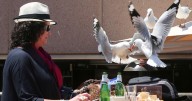 Food-snatching seagulls are more likely to leave you alone if you shout at them, researchers say