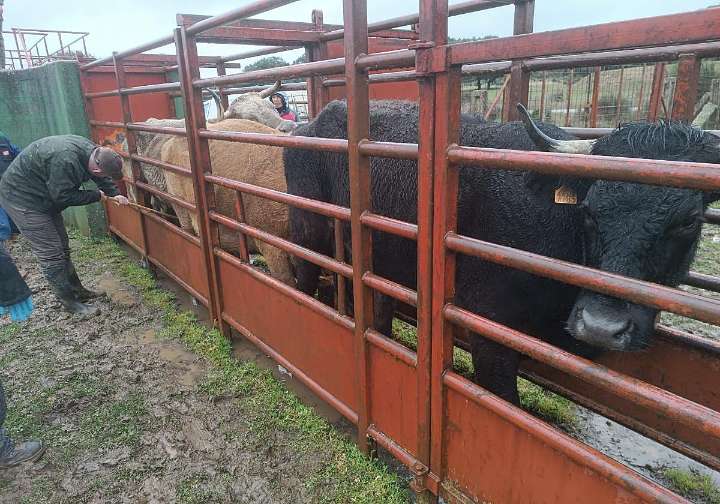 Tuberculosis bovina: Francia adopta una estrategia más flexible