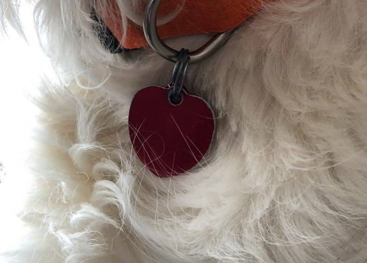 Columbiana County dog licenses go on sale December 1