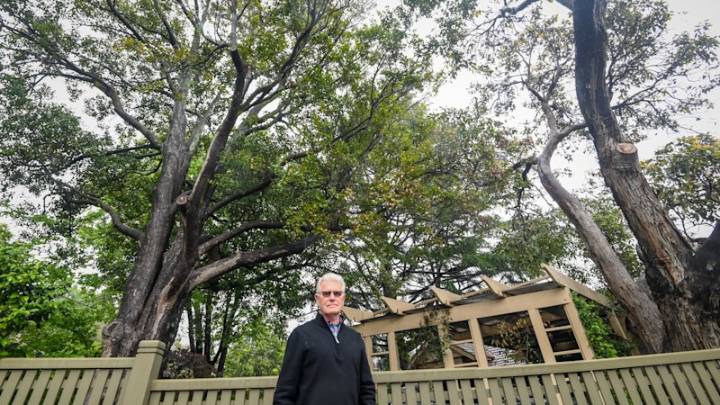 Melbourne tree canopy: Boroondara Council warns housing plan will reduce tree cover