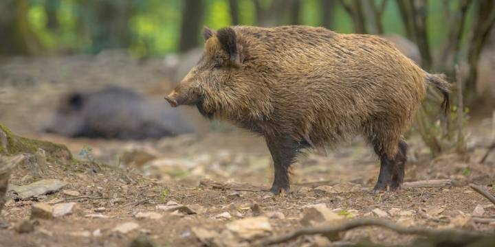 Detectan cuatro nuevos casos de peste porcina africana en jabalíes muertos en Collserola (Barcelona)