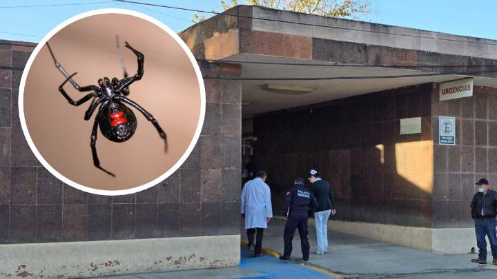 Tragedia. Muere mujer por picadura de araña viuda negra en Allende, Nuevo León