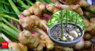 7 tips to grow nutrient-rich ginger at home for a healthy harvest