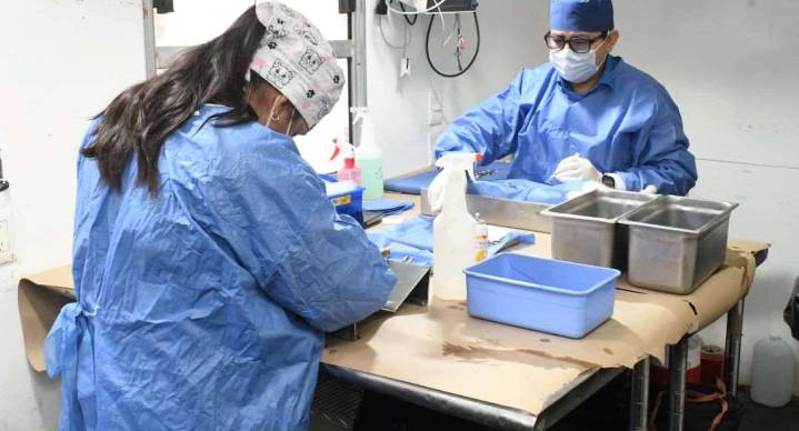 Van más de 17 mil esterilizaciones gratuitas de mascotas en Hermosillo en 2025: Ayuntamiento