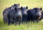 Confirmados los dos primeros casos de peste porcina africana en España desde 1994