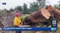 Restoring the 'City of Trees': Land Park volunteers replant Sacramento's future