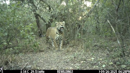 Otro yaguareté asesinado en la región chaqueña argentina