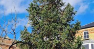 Town demands new Christmas tree after last one dubbed a ‘disgrace’