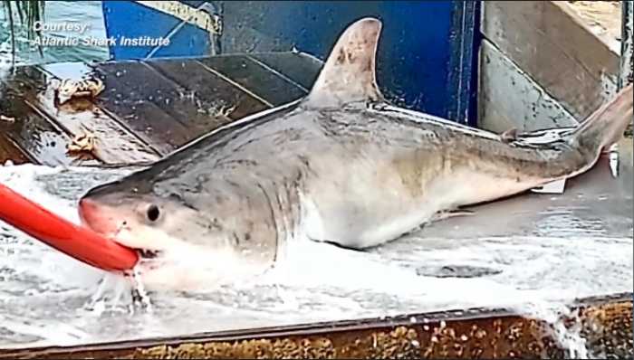 Atlantic Shark Institute tags its 50th great white shark