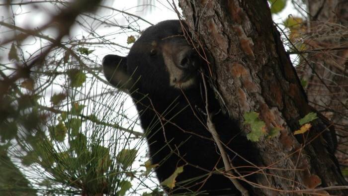 Court date for lawsuit challenging Florida’s bear hunt set