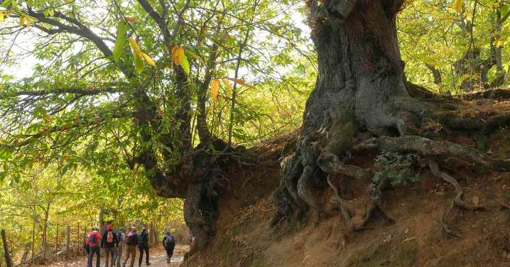 Parece Suiza, pero está en Málaga: la ruta de senderismo que todos quieren recorrer este otoño