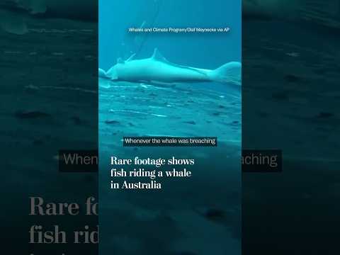 Rare footage shows fish riding a whale in Australia