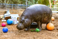 World’s Oldest Pygmy Hippo Throws Birthday Bash With Delightful Twist 
