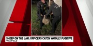 Officers catch wooly fugitive
