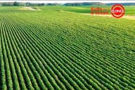 Producción agrícola en Entre Ríos y suba del precio de la soja: impacto de las retenciones y perspectivas