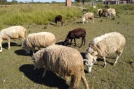 Grave problema sanitario. Una enfermedad de origen animal crónica y silenciosa que se puede controlar