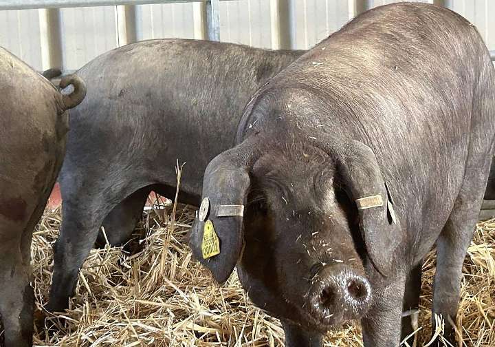 ¿Por qué es tan grave la aparición de PPA? Atentos a los países que cierran