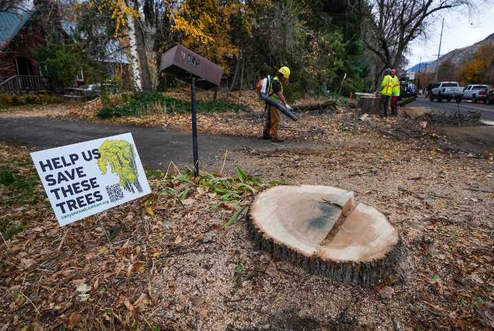 Crews start cutting down century-old trees on Logan’s Canyon Road