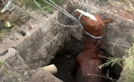 Rescataron a un caballo que cayó a un pozo en una vivienda de Zapala