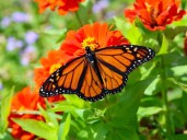 500 Mariposas Monarca vuelan hacia México con transmisores pegados a sus cuerpos