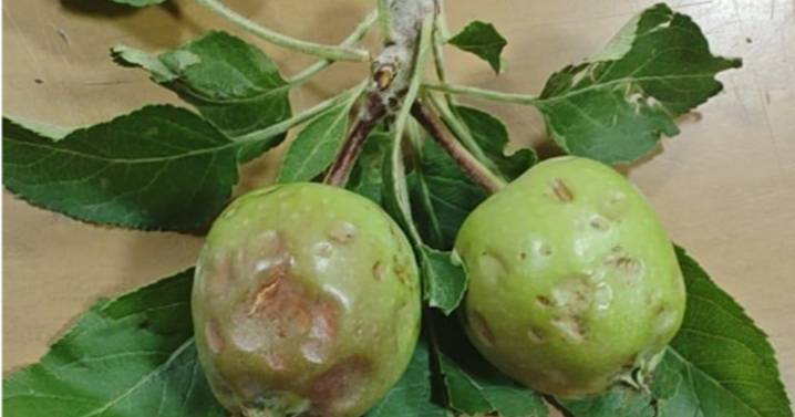 El granizo caído en el área frutícola de Río Negro causó daño en un 80 a 90% en las chacras más afectadas