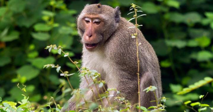 Our sense of rhythm may come from monkeys as scientists discover they dance to Backstreet Boys