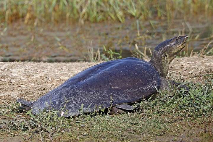 78 Indian Flapshell Turtles Seized From Doon Express in Jharkhand