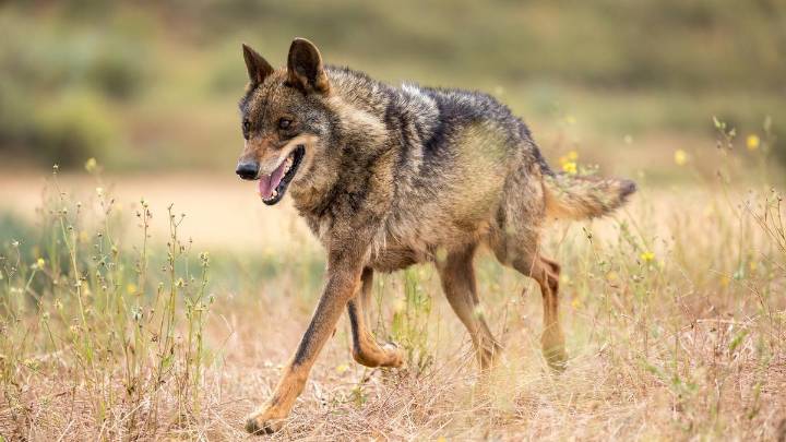 ¿Existen los híbridos perro-lobo? La ciencia da la respuesta