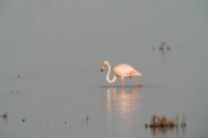 Doñana vive su primer año húmedo desde 2010